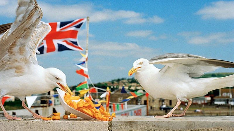 Martin-Parr-ThinkofEngland-Dorset-Kunstfoyer-MagnumPhotos-vorschau